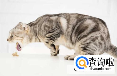 猫咪吐猫毛处理措施