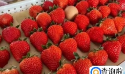 丹东草莓的特色