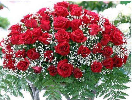 十一朵玫瑰代表什么意思