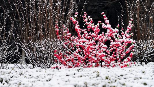 为什么说瑞雪兆丰年