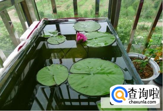 睡莲的种植方法