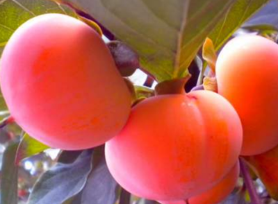 吃柿子有什么好处