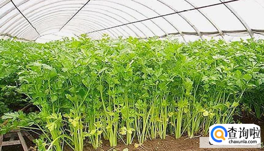 自己在家怎么种芹菜最好呢