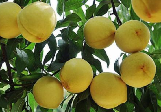 黄桃属于什么水果