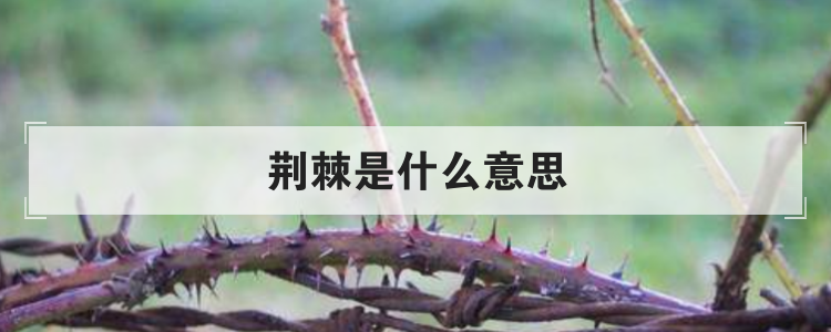 荆棘是什么意思