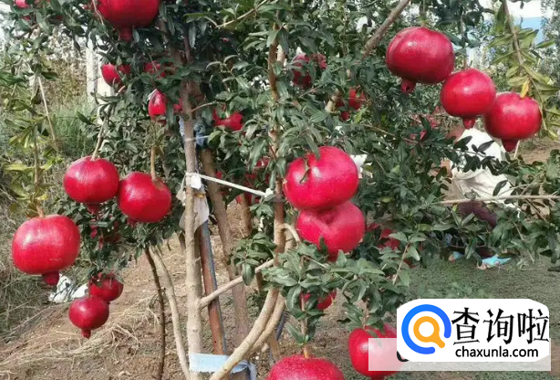 石榴想要提高产量种植需要注意什么呢?