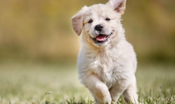 清理狗狗粪便简单快捷小妙招