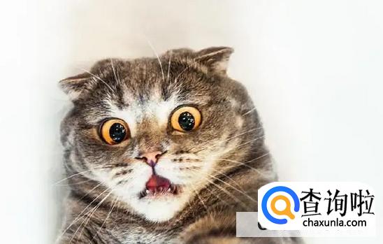 猫咪肾衰有哪些危害