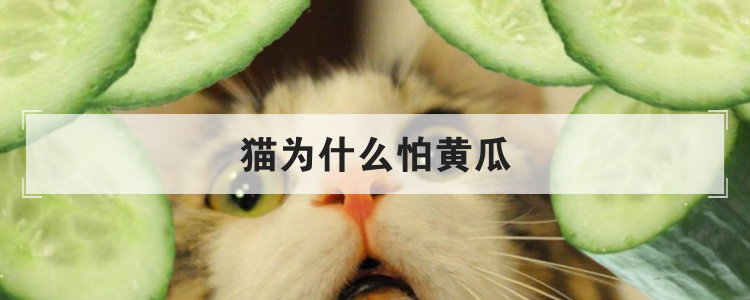 猫为什么怕黄瓜