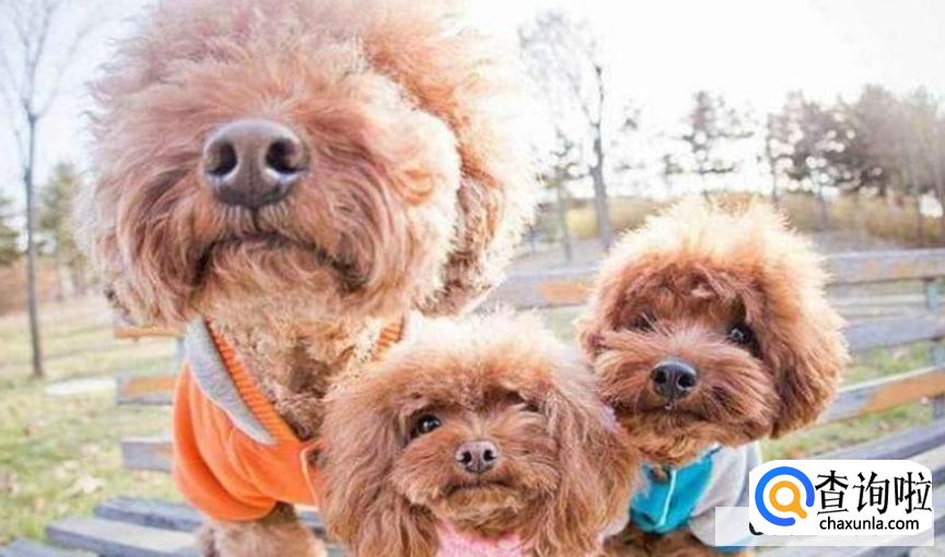 养泰迪犬有什么坏处