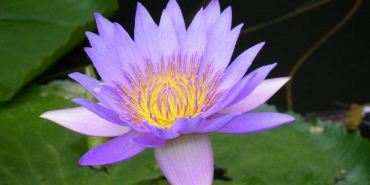 举世无双是什么意思