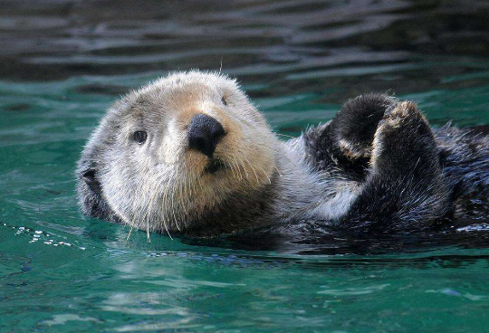 什么动物睡觉方式很有趣