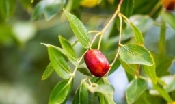 酸枣叶茶的制作方法