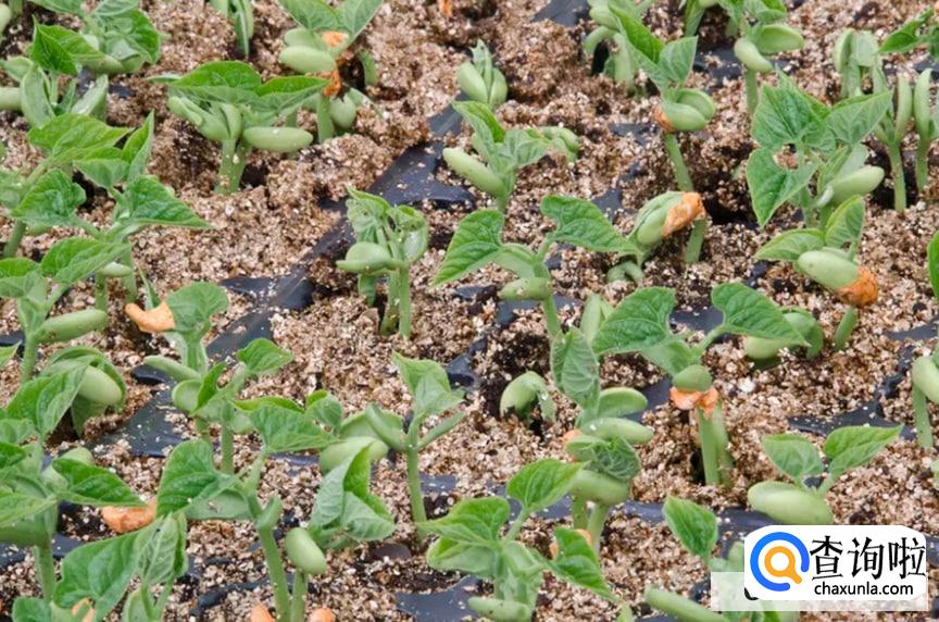 豇豆种子催芽方法