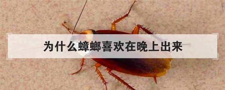 为什么蟑螂喜欢在晚上出来