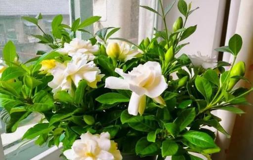 怎样养好栀子花