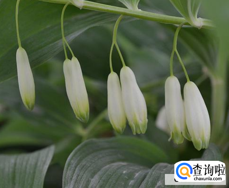 流苏树风水禁忌