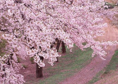 武汉樱花什么时候开