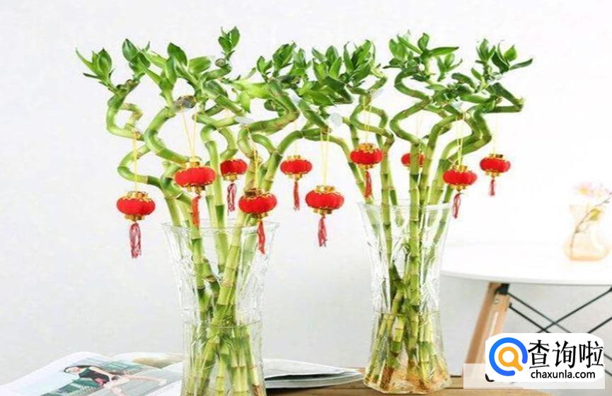 送好友花什么花最合适呢