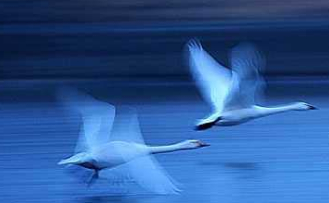 比翼双飞是什么意思