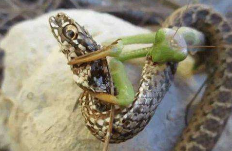 世界上最大最凶的螳螂