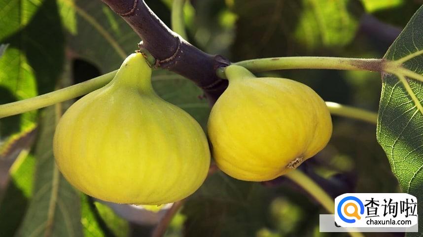 种无花果树的禁忌