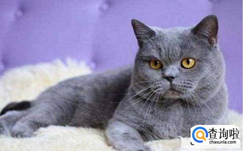 蓝猫感冒了怎么办