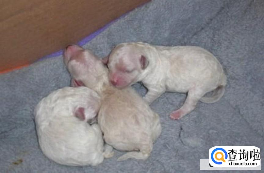 刚满月的小狗该怎么养