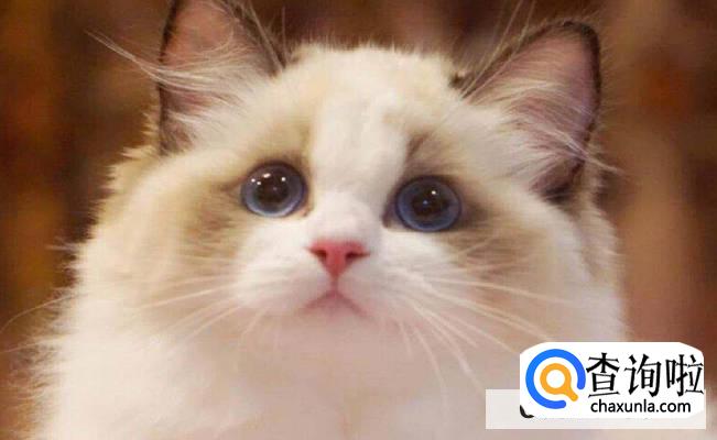 布偶猫的品种怎么区分