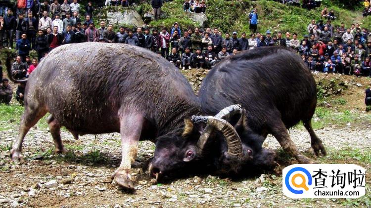 斗牛会是哪个民族的节日