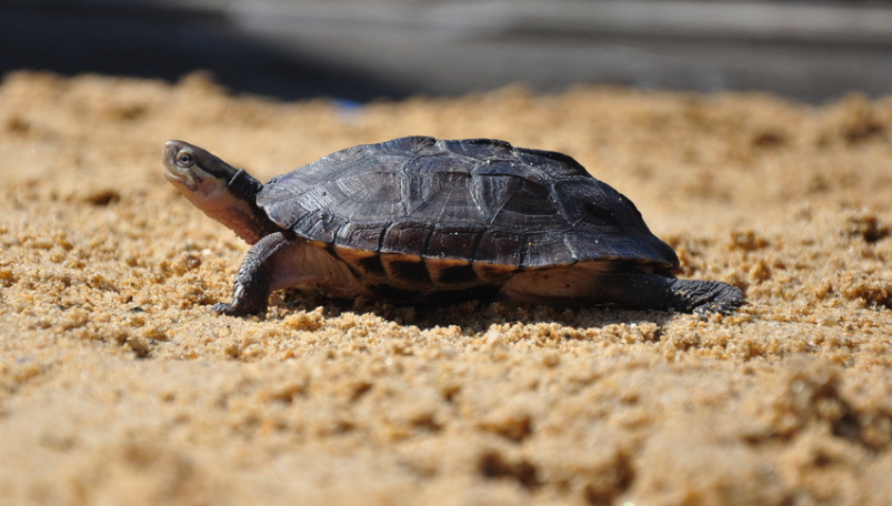乌龟冬天怎么养