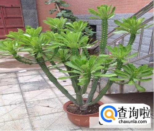 霸王鞭植物怎么养