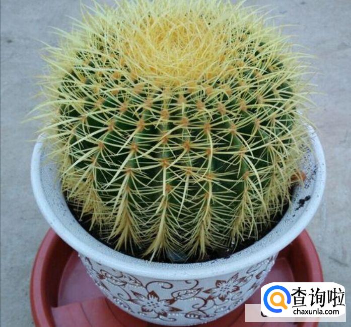 金琥摆放风水禁忌