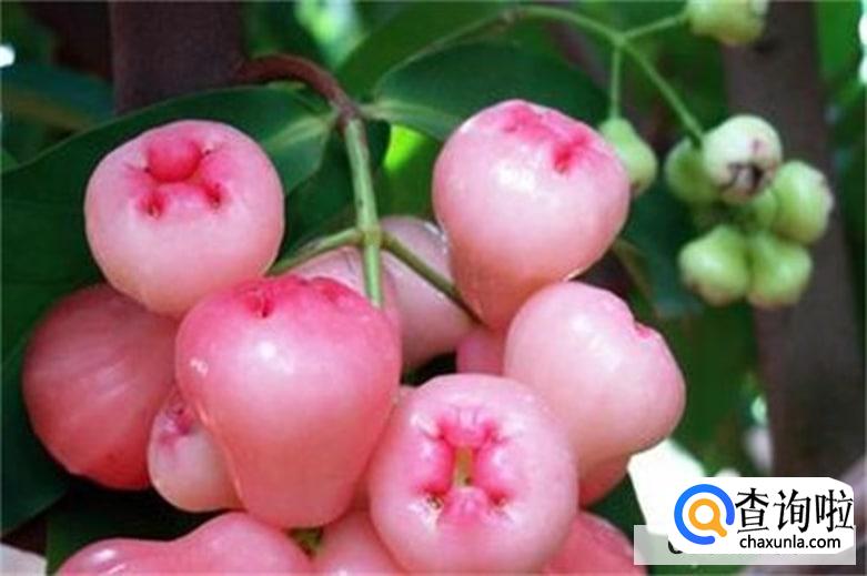 雾莲果的功效和作用有哪些