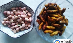 香爆花生蚕蛹