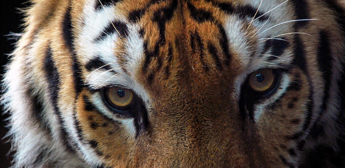 虎视眈眈的意思是什么