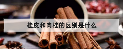 桂皮和肉桂的区别是什么