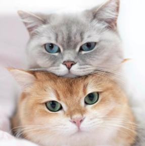 婆婆生日应该送什么礼物?