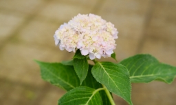 中华木绣球繁殖方法