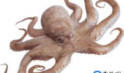 怎样挑选新鲜的章鱼