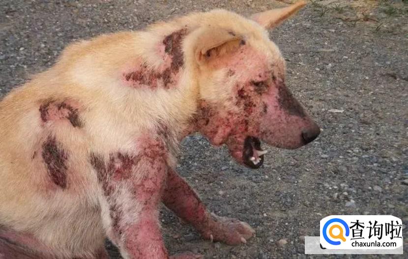 狗狗皮肤病都有哪几种?这些症状需要注意!