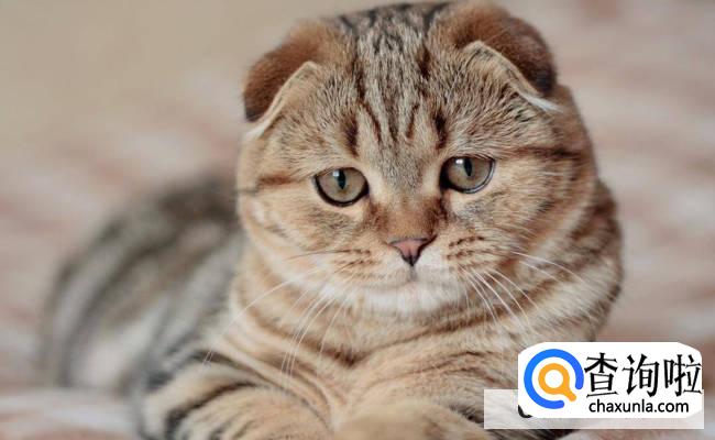 猫咪在黑暗中能不能看清东西