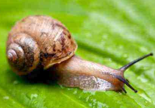 蜗牛吃什么