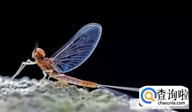 蜉蝣为什么只能活一天就死了