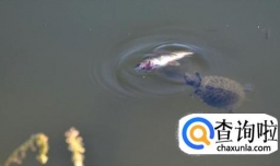乌龟吃什么？