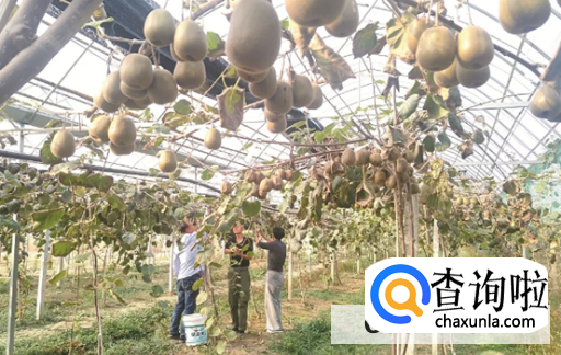 猕猴桃在夏季如何才能够培育好呢？