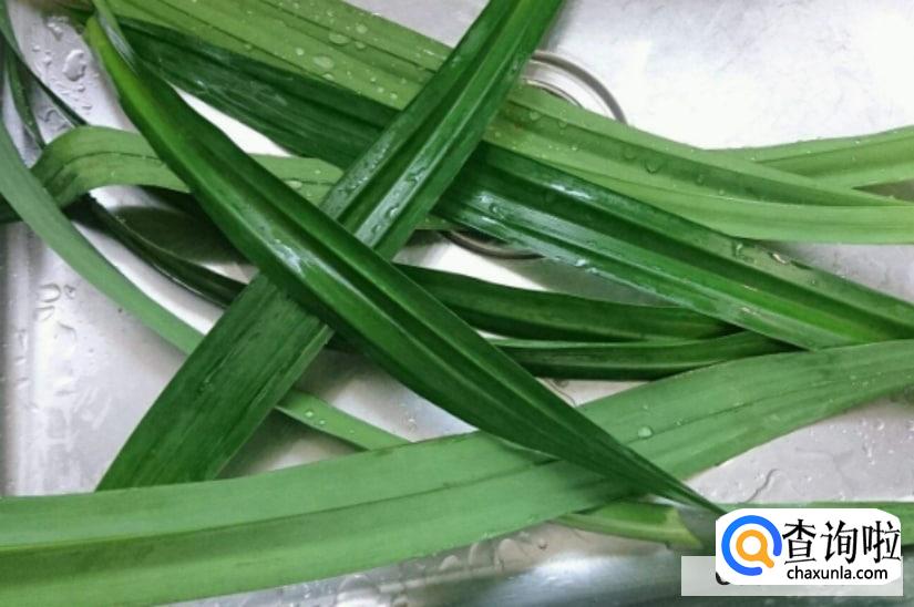 斑斓叶种植方法