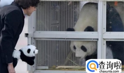 马克龙想续租大熊猫 大熊猫在法国受欢迎吗？