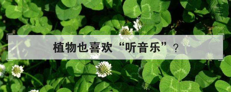 植物也喜欢听音乐