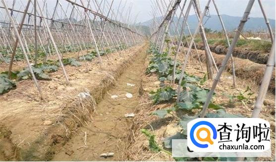 冬瓜怎么修剪才能结瓜更多呢